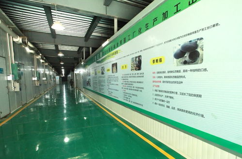 從捏麥籽到智能菌包 世紀香的蘑菇產業技術開發蛻變之路